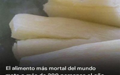 Yuca: un alimento nutritivo y a la vez peligroso