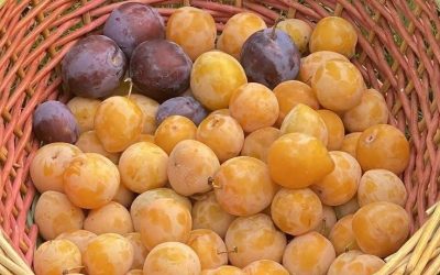 Viene mucha abundancia a tu casa… Escribe AMÉN🙏 y comparte