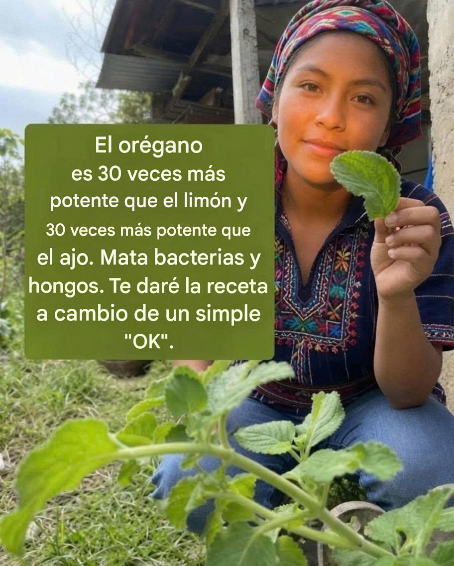 El orégano es 30 veces más potente que el limón y 30 veces más potente que el ajo. Mata bacterias y hongos. Te doy la receta a cambio de un simple “OK”.