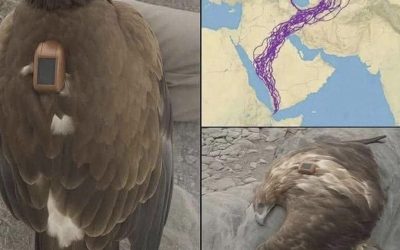 El Asombroso Viaje de un Águila: 20 Años de Migración
