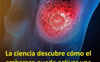 La ciencia descubre cómo el embarazo puede activar una protección natural contra el cáncer de mama.