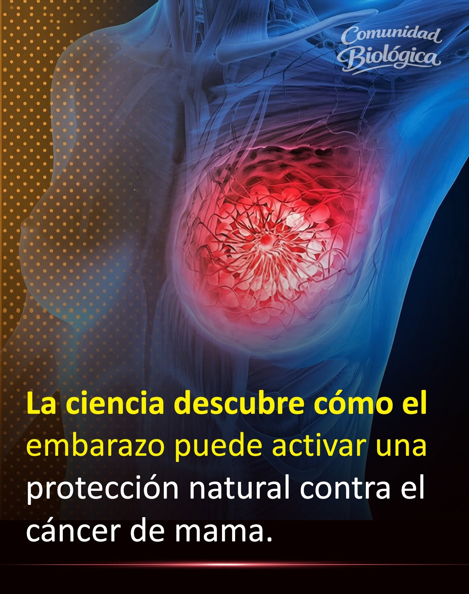 La ciencia descubre cómo el embarazo puede activar una protección natural contra el cáncer de mama.