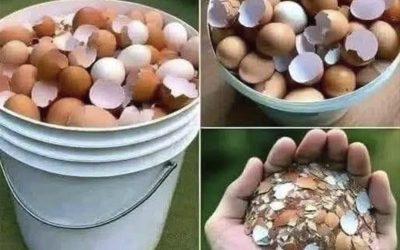 No las tires: lo que puedes hacer con las cáscaras de huevo en casa