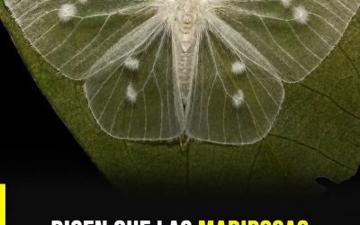 Si encuentras este animal en tu casa tiene un significado especial.