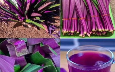 Razones para tomar el MAGUEY MORADO
