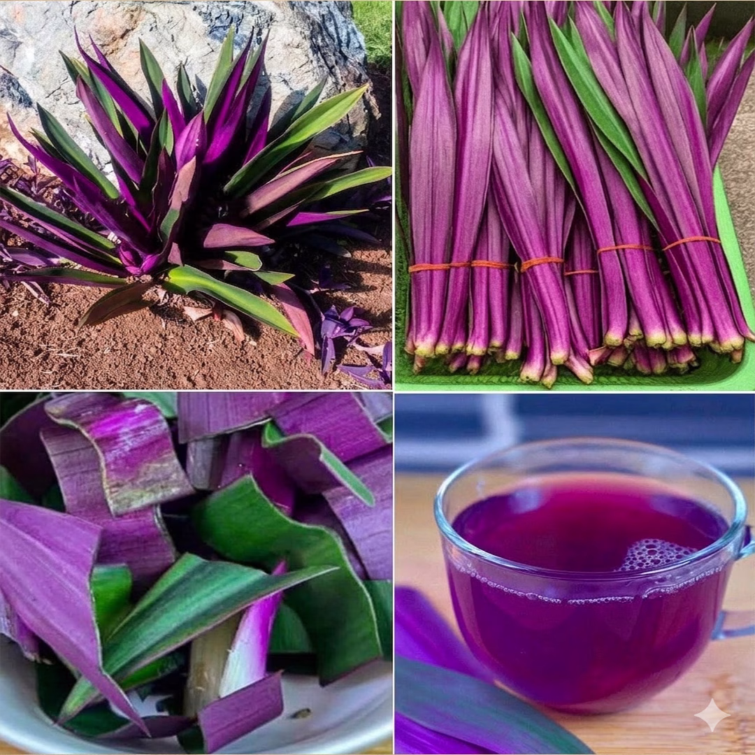Razones para tomar el MAGUEY MORADO