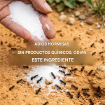 ¡Las hormigas no lo soportan! Úsalo para mantenerlas alejadas para siempre.