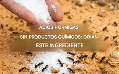 ¡Las hormigas no lo soportan! Úsalo para mantenerlas alejadas para siempre.
