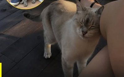 Por qué tu gato se frota contra ti y qué intenta comunicarte con ese gesto