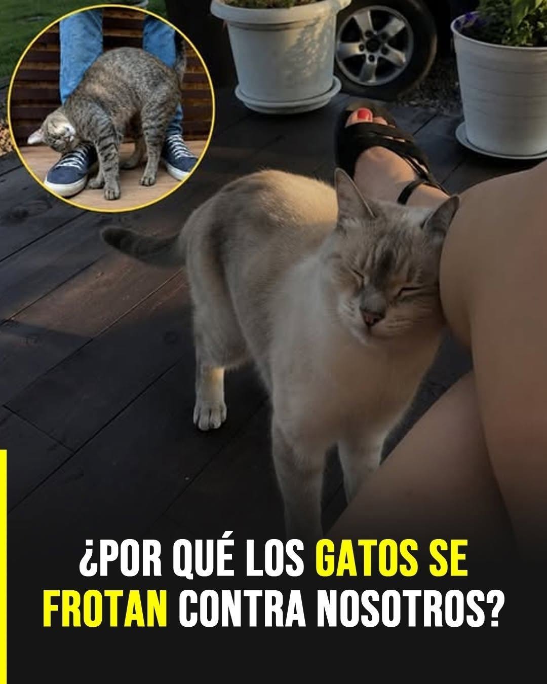 Por qué tu gato se frota contra ti y qué intenta comunicarte con ese gesto