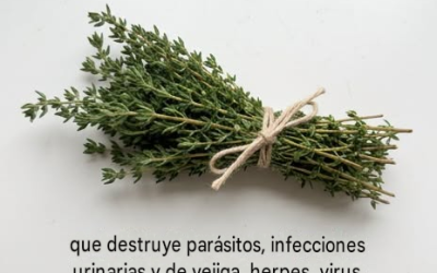 Aceite de orégano, gayuba: estas plantas tienen propiedades sorprendentes para favorecer el bienestar urinario y digestivo.