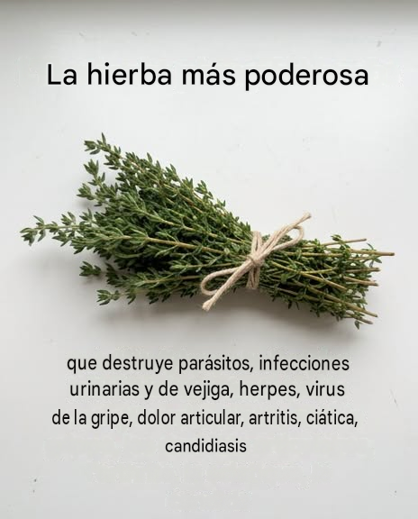 Aceite de orégano, gayuba: estas plantas tienen propiedades sorprendentes para favorecer el bienestar urinario y digestivo.