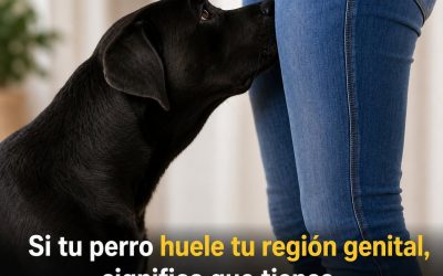 ¿Sabías que si un perro olfatea tus partes íntimas, es porque tienes… Ver más?