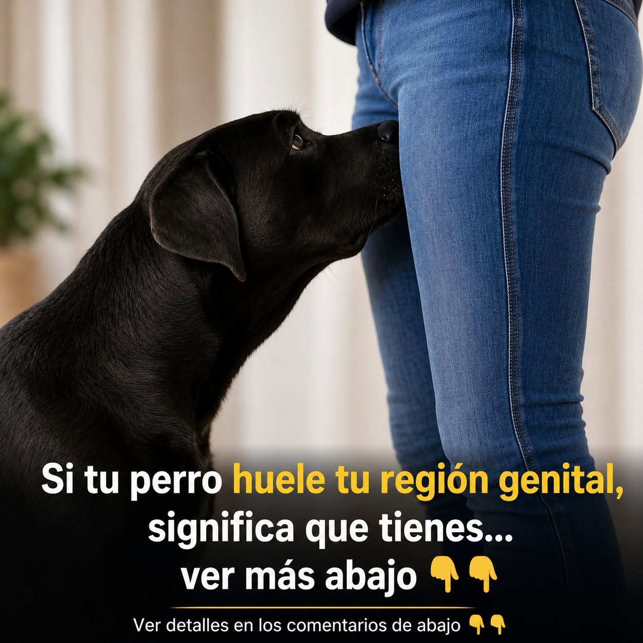 ¿Sabías que si un perro olfatea tus partes íntimas, es porque tienes… Ver más?