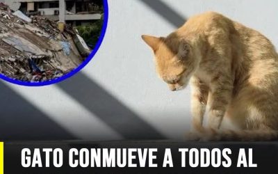 Repartidor se convierte en héroe al rescatar a un gato de un incendio en pleno edificio