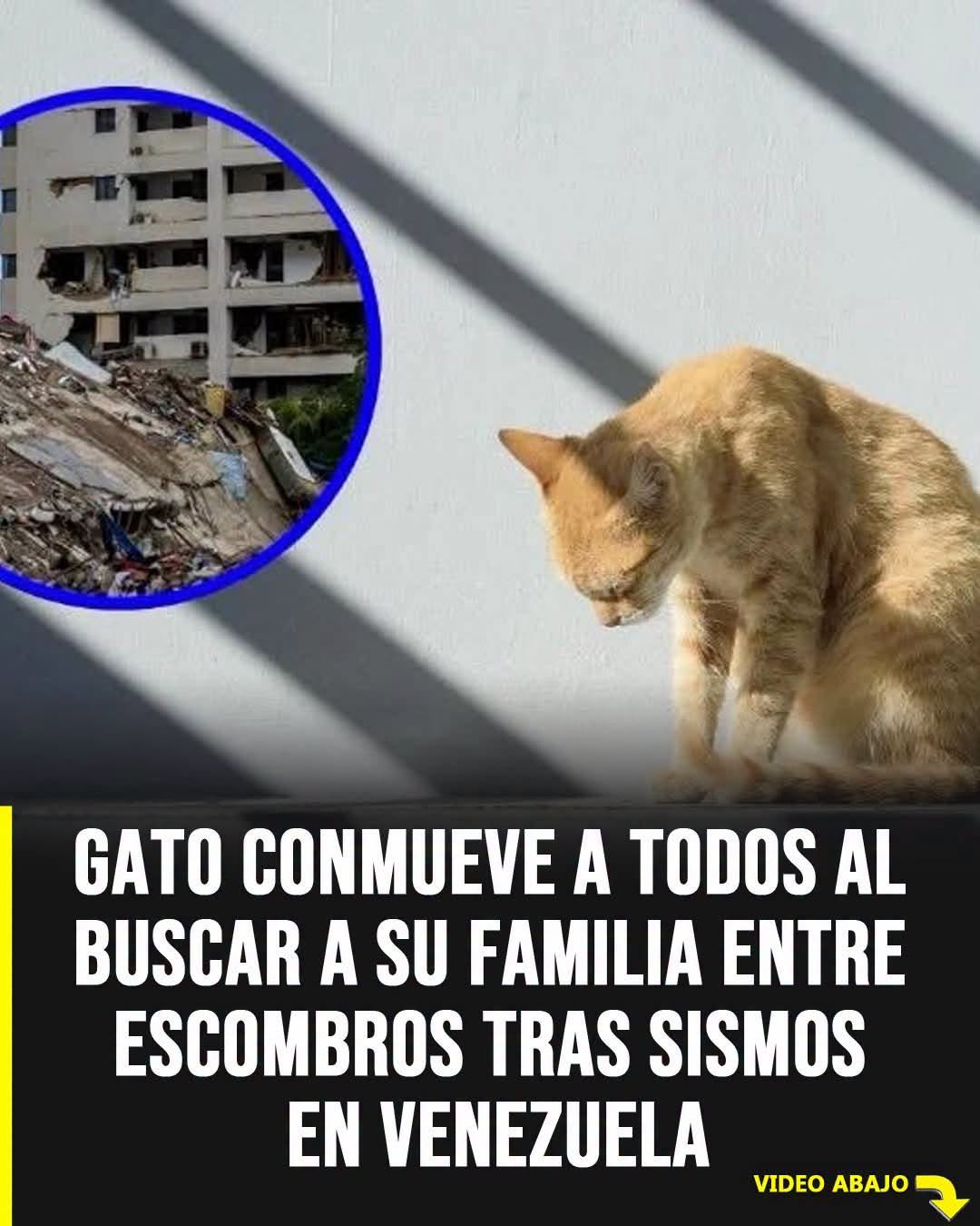 Repartidor se convierte en héroe al rescatar a un gato de un incendio en pleno edificio