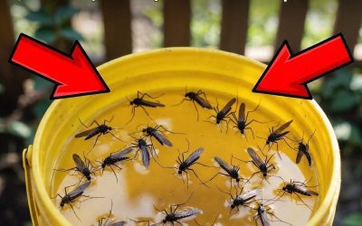 ¿Con hacer esta trampa una sola vez, no tendrás que volver a preocuparte por los mosquitos?