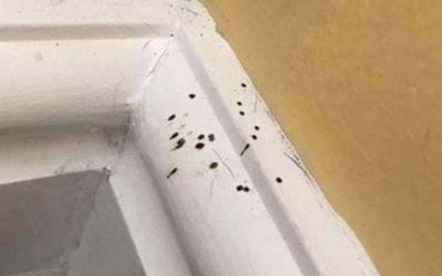 Si ves estos pequeños puntos negros en tu cocina, más te vale saber qué significan. Yo no tenía ni idea. DESCUBRE MÁS EN LOS COMENTARIOS ⬇️