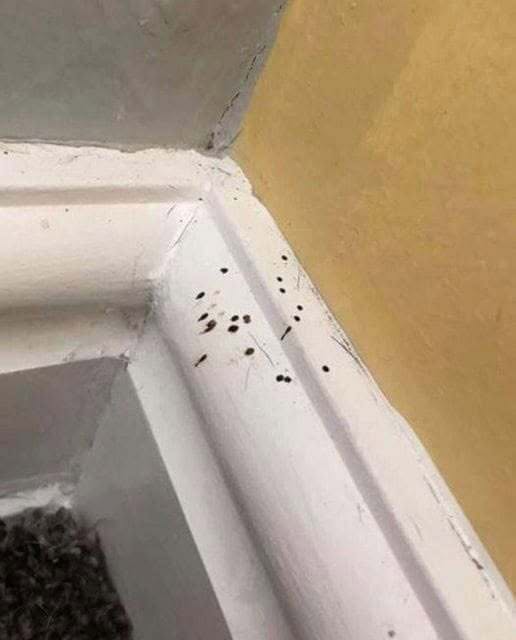 Si ves estos pequeños puntos negros en tu cocina, más te vale saber qué significan. Yo no tenía ni idea. DESCUBRE MÁS EN LOS COMENTARIOS ⬇️