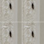 ¡Advertencia! Si has encontrado este insecto en tu casa, es señal de que necesitas… Ver más…
