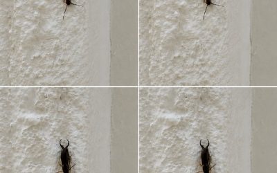 ¡Advertencia! Si has encontrado este insecto en tu casa, es señal de que necesitas… Ver más…