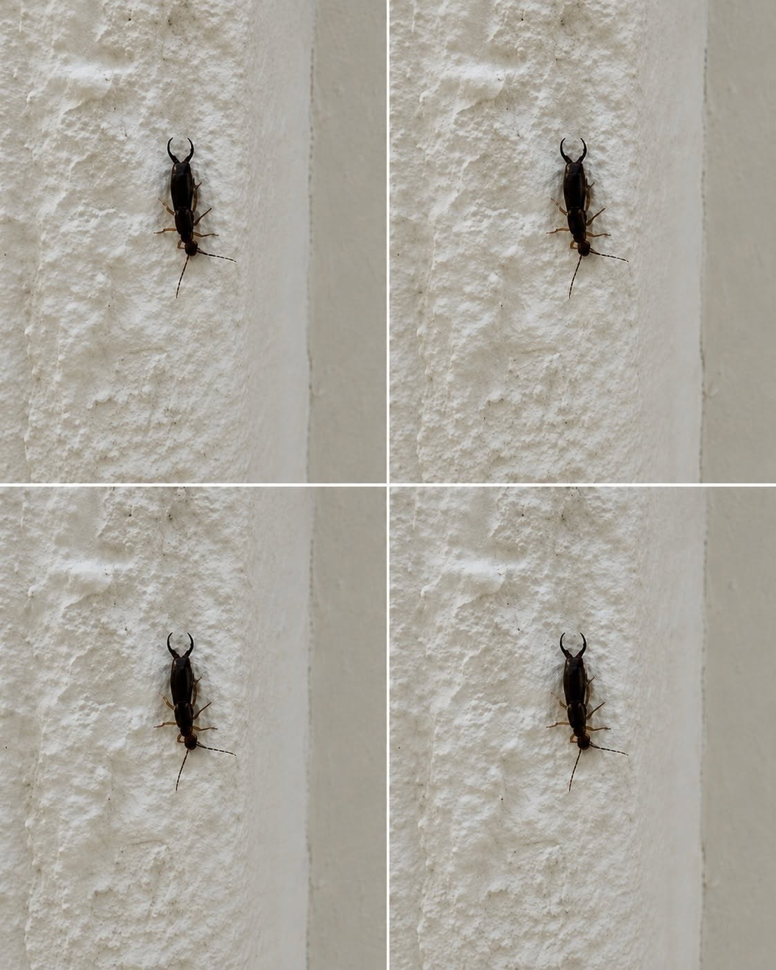 ¡Advertencia! Si has encontrado este insecto en tu casa, es señal de que necesitas… Ver más…