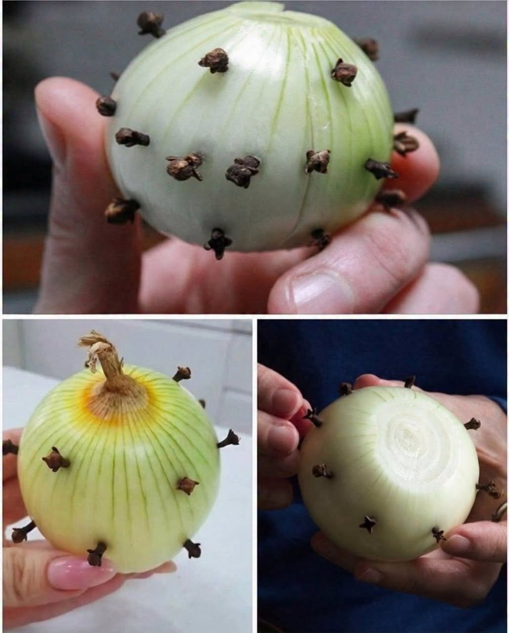 ¿Por qué se clavan clavos de olor en una cebolla? El truco de cocina tradicional que aún funciona hoy en día… ⬇️Ver más en el primer comentario⬇️