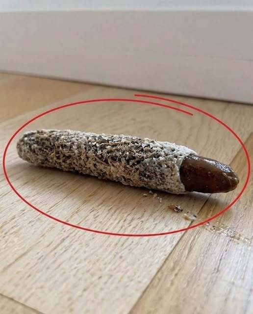 Encontré esto en el suelo cerca de la puerta de mi habitación… Nadie en mi casa sabe de dónde salió y, sinceramente, nunca había visto nada igual. ¿Qué crees que es? Consulta el primer comentario para ver la respuesta.