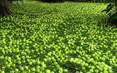 Mi vecino me exigió que cortara mi manzano. Una mañana, me desperté y encontré todo mi jardín cubierto de manzanas.